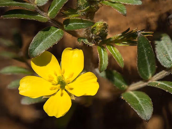 Gokshura (Tribulus terrestris) in androgen modulation and urological health